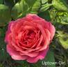 Uptown Girl™ rose photo