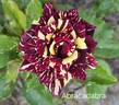 Abracadabra rose photo