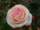 Souvenir de Baden-Baden rose photo