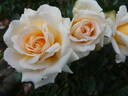 Téléthon ® rose photo