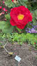 Red Rugostar ® rose photo
