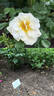 Agnes rose photo