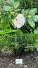 Polarsonne rose photo