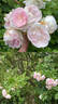 Ritausma rose photo