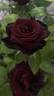 Ink Spots rose photo