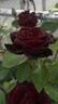 Ink Spots rose photo