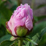 Pride of Langport peony photo