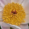 Pride of Langport peony photo