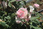 Falling in Love ™ rose photo