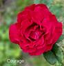 Courage rose photo