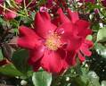 Dusky Maiden rose photo