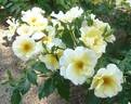 Kinrenpo rose photo