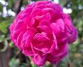 Young Lycidas rose photo