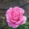 True Inspiration rose photo