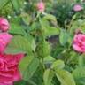 Maria Callas rose photo