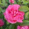 Maria Callas rose photo