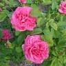 Maria Callas rose photo