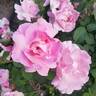 Brindabella First Lady ™ rose photo