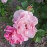 Brindabella First Lady ™ rose photo