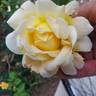 Lemon Spice rose photo