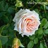 Maid of Honor rose photo