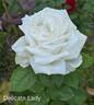 Delicate Lady rose photo