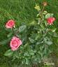 Clovie rose photo