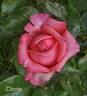 Clovie rose photo