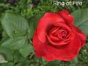Ring of Fire ™ rose photo