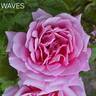 WAVES rose photo