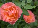 Prairie Magic rose photo
