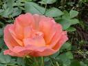 Prairie Magic rose photo
