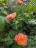Prairie Magic rose photo