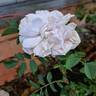 Stanwell Perpetual rose photo