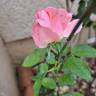 Astrée rose photo
