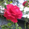 Docteur Watson rose photo