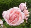 Hamamirai rose photo