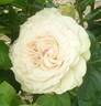 Emerald Isle rose photo