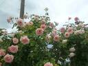 Rokoko rose photo