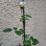 Amnesty International rose photo