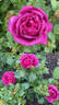 Für Elise rose photo