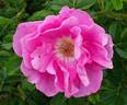 Jens Munk rose photo