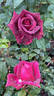 Gräfin Diana rose photo