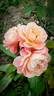 Marie Curie ® rose photo