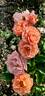 Marie Curie ® rose photo