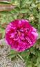 Wu Long Peng Sheng 五龙捧圣 peony photo