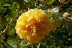 Chromatella peony photo