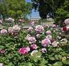 Neptune ™ rose photo