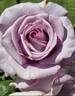 Neptune ™ rose photo