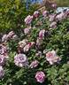 Neptune ™ rose photo